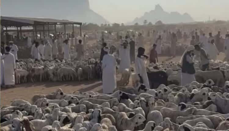 اسعار خراف الاضاحي